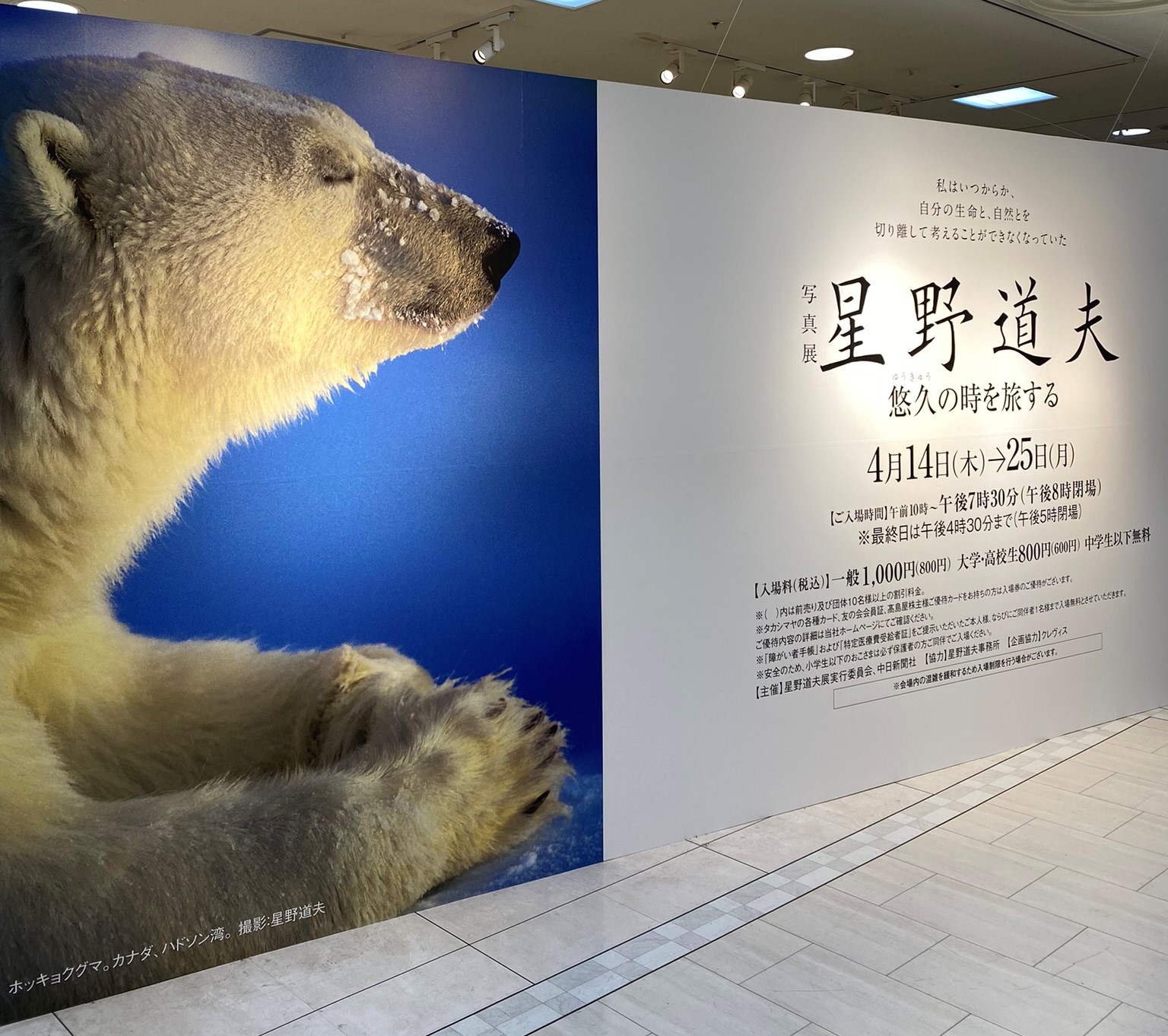 星野道夫写真展 北極圏の自然に魅せられて 掲示板 教養堂 愛知県江南市の塾 小学生 中学生 高校生